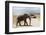 African Elephant (Loxodonta Africana) and Tourists-Ann and Steve Toon-Framed Photographic Print