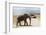 African Elephant (Loxodonta Africana) and Tourists-Ann and Steve Toon-Framed Photographic Print