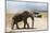 African Elephant (Loxodonta Africana) and Tourists-Ann and Steve Toon-Mounted Photographic Print