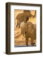 African elephant (Loxodonta africana) at dust bath, Chobe National Park, Botswana, Africa-Ann and Steve Toon-Framed Photographic Print