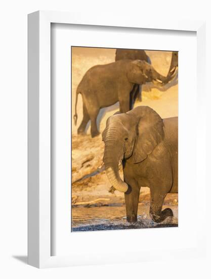 African elephant (Loxodonta africana) at dust bath, Chobe National Park, Botswana, Africa-Ann and Steve Toon-Framed Photographic Print