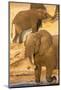 African elephant (Loxodonta africana) at dust bath, Chobe National Park, Botswana, Africa-Ann and Steve Toon-Mounted Photographic Print