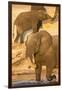 African elephant (Loxodonta africana) at dust bath, Chobe National Park, Botswana, Africa-Ann and Steve Toon-Framed Photographic Print