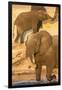 African elephant (Loxodonta africana) at dust bath, Chobe National Park, Botswana, Africa-Ann and Steve Toon-Framed Photographic Print