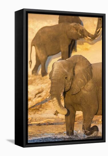 African elephant (Loxodonta africana) at dust bath, Chobe National Park, Botswana, Africa-Ann and Steve Toon-Framed Stretched Canvas