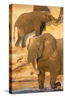 African elephant (Loxodonta africana) at dust bath, Chobe National Park, Botswana, Africa-Ann and Steve Toon-Stretched Canvas