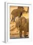 African elephant (Loxodonta africana) at dust bath, Chobe National Park, Botswana, Africa-Ann and Steve Toon-Framed Photographic Print