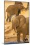 African elephant (Loxodonta africana) at dust bath, Chobe National Park, Botswana, Africa-Ann and Steve Toon-Mounted Photographic Print