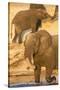 African elephant (Loxodonta africana) at dust bath, Chobe National Park, Botswana, Africa-Ann and Steve Toon-Stretched Canvas