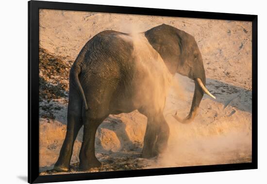 African elephant (Loxodonta africana) at dust bath, Chobe National Park, Botswana, Africa-Ann and Steve Toon-Framed Photographic Print