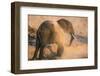 African elephant (Loxodonta africana) at dust bath, Chobe National Park, Botswana, Africa-Ann and Steve Toon-Framed Photographic Print