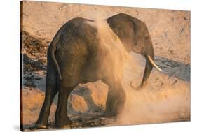 African elephant (Loxodonta africana) at dust bath, Chobe National Park, Botswana, Africa-Ann and Steve Toon-Stretched Canvas