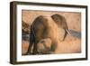 African elephant (Loxodonta africana) at dust bath, Chobe National Park, Botswana, Africa-Ann and Steve Toon-Framed Photographic Print