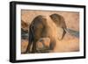 African elephant (Loxodonta africana) at dust bath, Chobe National Park, Botswana, Africa-Ann and Steve Toon-Framed Photographic Print