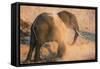 African elephant (Loxodonta africana) at dust bath, Chobe National Park, Botswana, Africa-Ann and Steve Toon-Framed Stretched Canvas