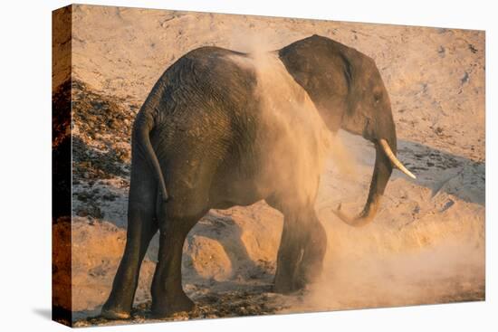 African elephant (Loxodonta africana) at dust bath, Chobe National Park, Botswana, Africa-Ann and Steve Toon-Stretched Canvas