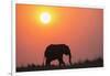 African elephant (Loxodonta africana) at sunset, Botswana, Africa-Ann and Steve Toon-Framed Photographic Print