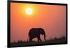 African elephant (Loxodonta africana) at sunset, Botswana, Africa-Ann and Steve Toon-Framed Photographic Print