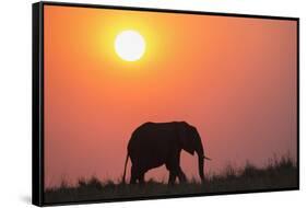 African elephant (Loxodonta africana) at sunset, Botswana, Africa-Ann and Steve Toon-Framed Stretched Canvas