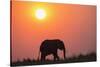 African elephant (Loxodonta africana) at sunset, Botswana, Africa-Ann and Steve Toon-Stretched Canvas