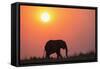 African elephant (Loxodonta africana) at sunset, Botswana, Africa-Ann and Steve Toon-Framed Stretched Canvas
