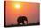 African elephant (Loxodonta africana) at sunset, Botswana, Africa-Ann and Steve Toon-Stretched Canvas