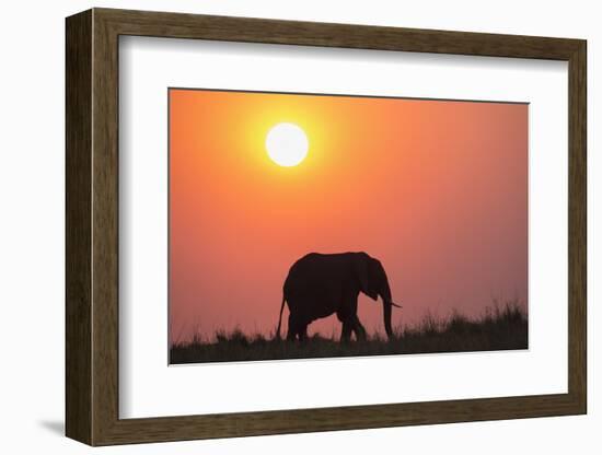 African elephant (Loxodonta africana) at sunset, Botswana, Africa-Ann and Steve Toon-Framed Photographic Print