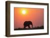 African elephant (Loxodonta africana) at sunset, Botswana, Africa-Ann and Steve Toon-Framed Photographic Print