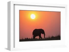 African elephant (Loxodonta africana) at sunset, Botswana, Africa-Ann and Steve Toon-Framed Photographic Print