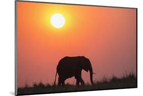 African elephant (Loxodonta africana) at sunset, Botswana, Africa-Ann and Steve Toon-Mounted Photographic Print
