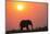 African elephant (Loxodonta africana) at sunset, Botswana, Africa-Ann and Steve Toon-Mounted Photographic Print