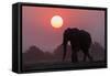 African elephant (Loxodonta africana) at sunset, Chobe National Park, Botswana-Ann and Steve Toon-Framed Stretched Canvas