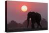 African elephant (Loxodonta africana) at sunset, Chobe National Park, Botswana-Ann and Steve Toon-Stretched Canvas