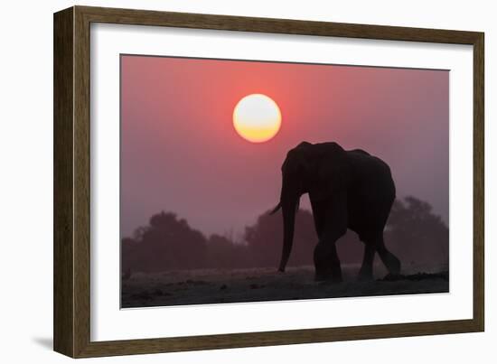 African elephant (Loxodonta africana) at sunset, Chobe National Park, Botswana-Ann and Steve Toon-Framed Photographic Print