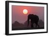 African elephant (Loxodonta africana) at sunset, Chobe National Park, Botswana-Ann and Steve Toon-Framed Photographic Print