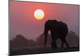 African elephant (Loxodonta africana) at sunset, Chobe National Park, Botswana-Ann and Steve Toon-Mounted Photographic Print