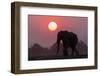 African elephant (Loxodonta africana) at sunset, Chobe National Park, Botswana-Ann and Steve Toon-Framed Photographic Print