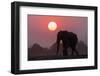 African elephant (Loxodonta africana) at sunset, Chobe National Park, Botswana-Ann and Steve Toon-Framed Photographic Print