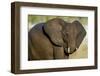 African Elephant (Loxodonta africana) at waterhole, Etosha National Park, Namibia-null-Framed Photographic Print