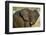 African Elephant (Loxodonta africana) at waterhole, Etosha National Park, Namibia-null-Framed Photographic Print