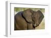 African Elephant (Loxodonta africana) at waterhole, Etosha National Park, Namibia-null-Framed Photographic Print