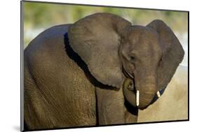African Elephant (Loxodonta africana) at waterhole, Etosha National Park, Namibia-null-Mounted Photographic Print