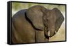 African Elephant (Loxodonta africana) at waterhole, Etosha National Park, Namibia-null-Framed Stretched Canvas