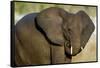 African Elephant (Loxodonta africana) at waterhole, Etosha National Park, Namibia-null-Framed Stretched Canvas