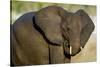 African Elephant (Loxodonta africana) at waterhole, Etosha National Park, Namibia-null-Stretched Canvas