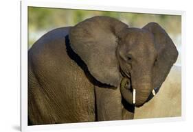 African Elephant (Loxodonta africana) at waterhole, Etosha National Park, Namibia-null-Framed Photographic Print