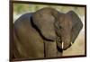 African Elephant (Loxodonta africana) at waterhole, Etosha National Park, Namibia-null-Framed Photographic Print