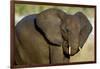 African Elephant (Loxodonta africana) at waterhole, Etosha National Park, Namibia-null-Framed Photographic Print