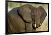 African Elephant (Loxodonta africana) at waterhole, Etosha National Park, Namibia-null-Framed Photographic Print