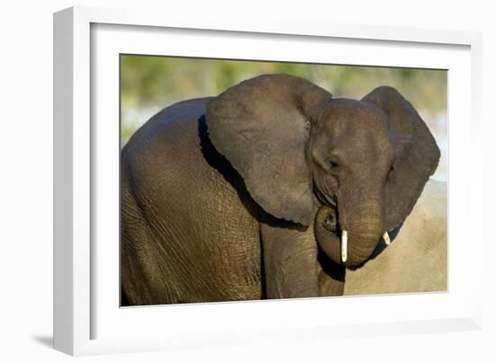 African Elephant (Loxodonta africana) at waterhole, Etosha National Park, Namibia-null-Framed Photographic Print